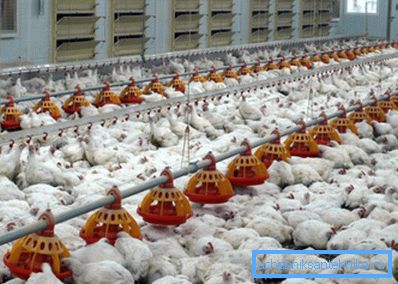 Za farme živine neophodno je razviti poseban obavezni ventilacioni sistem. Za farme živine neophodno je razviti poseban obavezni ventilacioni sistem.