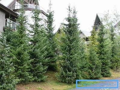 Spruce kod kuće