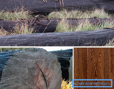 Photo bog oak. Photo bog oak.