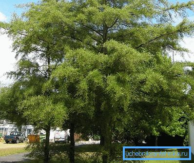 1223 Crni Alder Imperialis