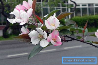 Glavni kriterijum je spoljna temperatura. Kada dostigne +8, grejanje je isključeno. Glavni kriterijum je spoljna temperatura. Kada dostigne +8, grejanje je isključeno.