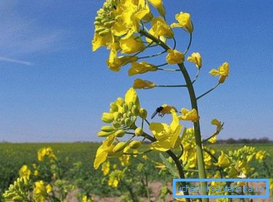 Seme Kanole je bogato biljnim uljem, koji se koristi za proizvodnju biogoriva Seme Kanole je bogato biljnim uljem, koji se koristi za proizvodnju biogoriva