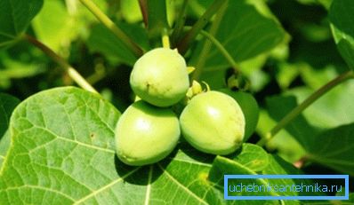 Jatropha - potencijalno postrojenje za biogoriva Jatropha - potencijalno postrojenje za biogoriva